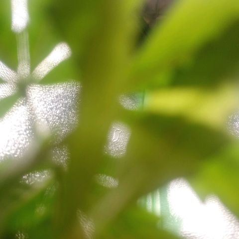 NiJo002 growlog timeline photo
