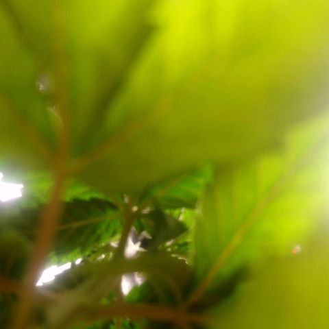 NiJo002 growlog timeline photo