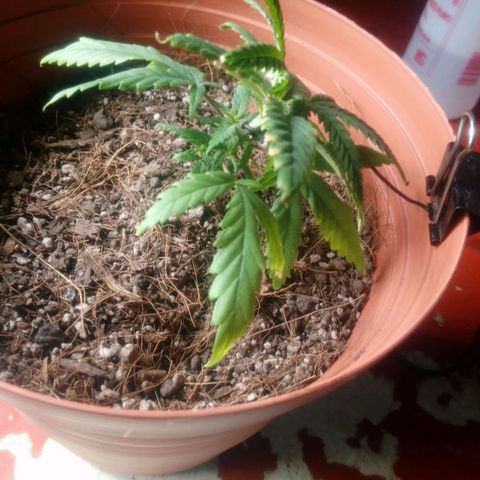 NiJo002 growlog timeline photo