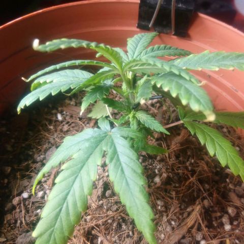 NiJo002 growlog timeline photo