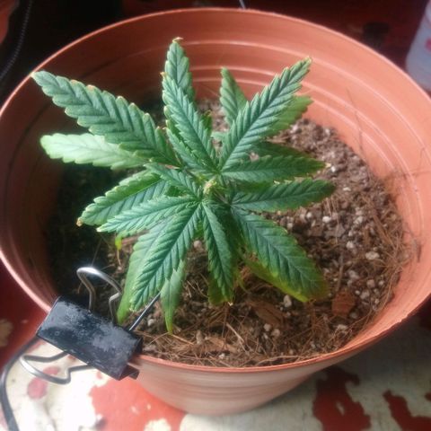 NiJo002 growlog timeline photo
