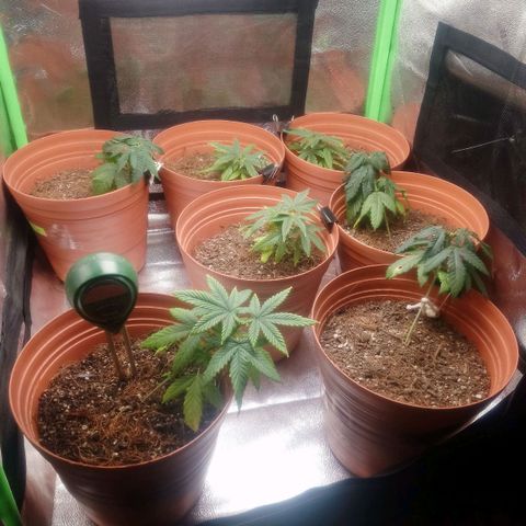 NiJo002 growlog timeline photo