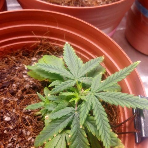 NiJo002 growlog timeline photo