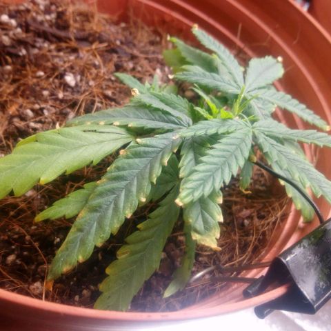 NiJo002 growlog photo: Se observará cambio de color en las hojas y como responde al nutriente. 
