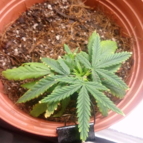 NiJo002 growlog photo: Se observará cambio de color en las hojas y como responde al nutriente. 