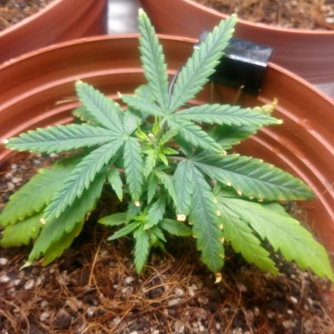 NiJo002 growlog photo: Se observará cambio de color en las hojas y como responde al nutriente. 