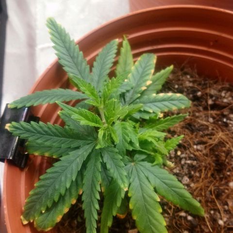 NiJo002 growlog timeline photo