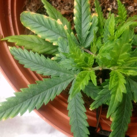 NiJo002 growlog timeline photo