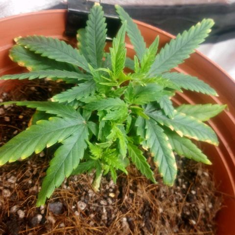 NiJo002 growlog timeline photo