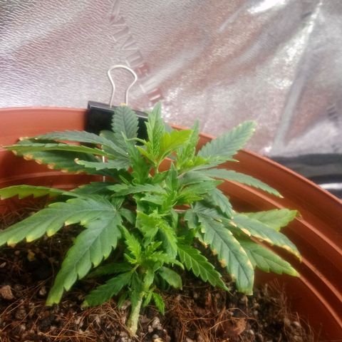 NiJo002 growlog timeline photo
