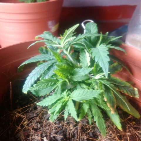 NiJo002 growlog photo: Se cortan puntas amarillas.
Se espera crecimiento de ramas.
Se abren tallos para la absorción de luz.
En espera de evitar aparicion de puntas amarillas, se considera que les falta nitrógeno, pero también puede ser que les falte luz, debido a que se empiezan a desarrollar nuevas hojas y se hacen sombra entre ellas.
La poda está pendiente, debido a que se les aplico SLT y no queremos estresar mas a la planta. 
