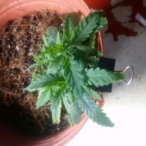 NiJo002 growlog photo: Se cortan puntas amarillas.
Se espera crecimiento de ramas.
Se abren tallos para la absorción de luz.
En espera de evitar aparicion de puntas amarillas, se considera que les falta nitrógeno, pero también puede ser que les falte luz, debido a que se empiezan a desarrollar nuevas hojas y se hacen sombra entre ellas.
La poda está pendiente, debido a que se les aplico SLT y no queremos estresar mas a la planta. 