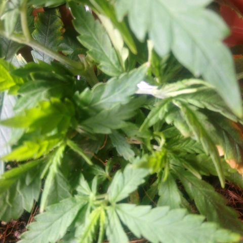 NiJo002 growlog timeline photo
