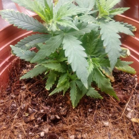 NiJo002 growlog timeline photo