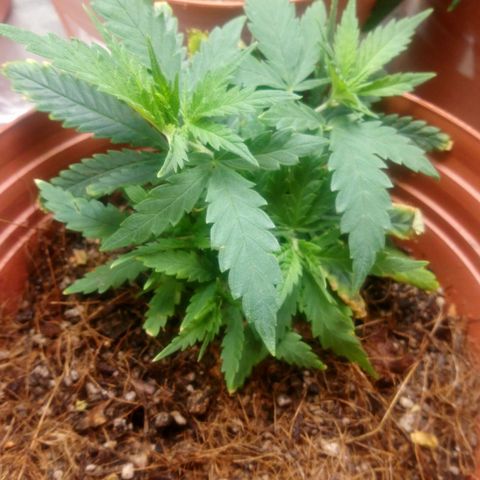 NiJo002 growlog timeline photo
