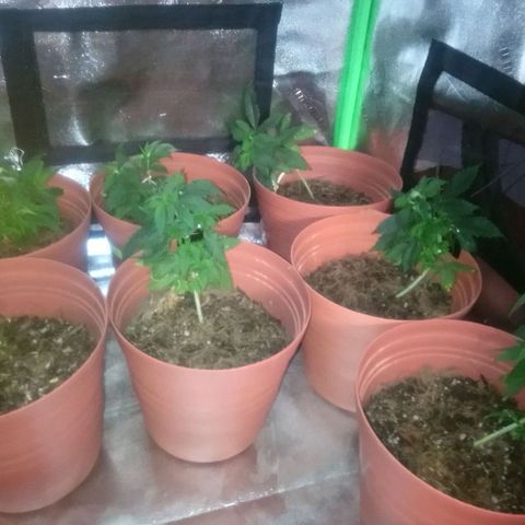 NiJo002 growlog timeline photo