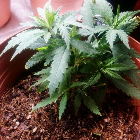 NiJo002 growlog timeline photo