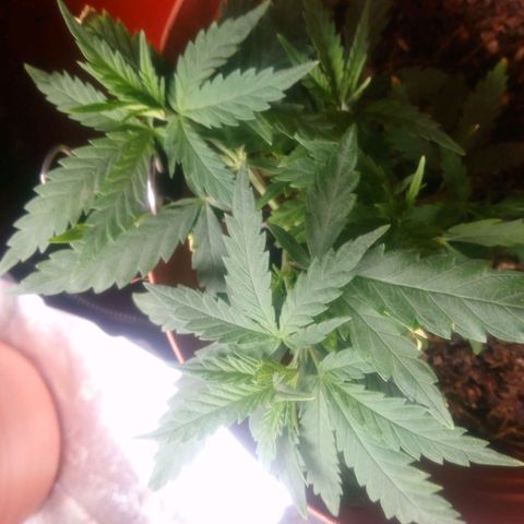 NiJo002 growlog timeline photo