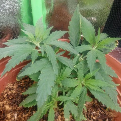 NiJo002 growlog timeline photo