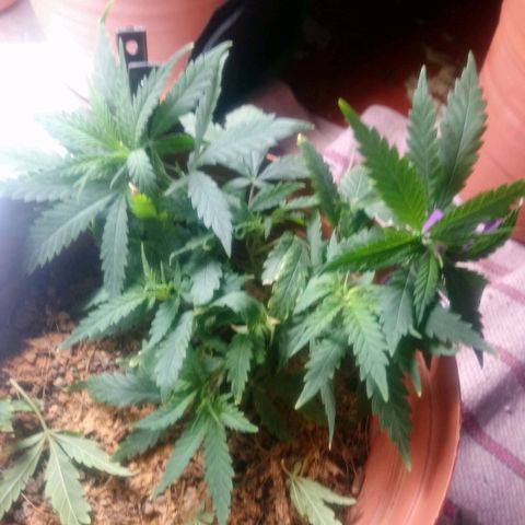 NiJo002 growlog timeline photo