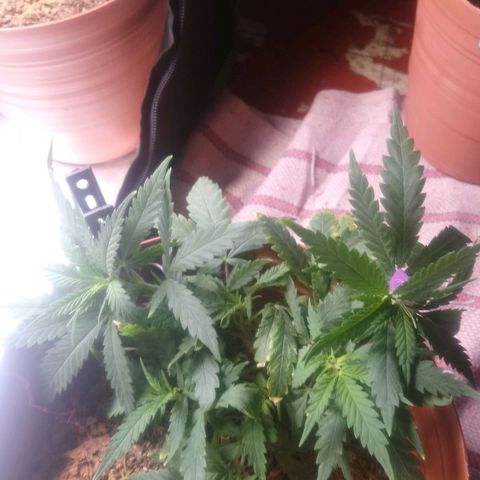 NiJo002 growlog timeline photo