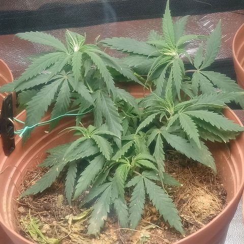 NiJo002 growlog timeline photo