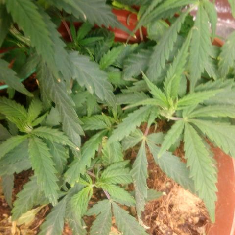 NiJo002 growlog timeline photo