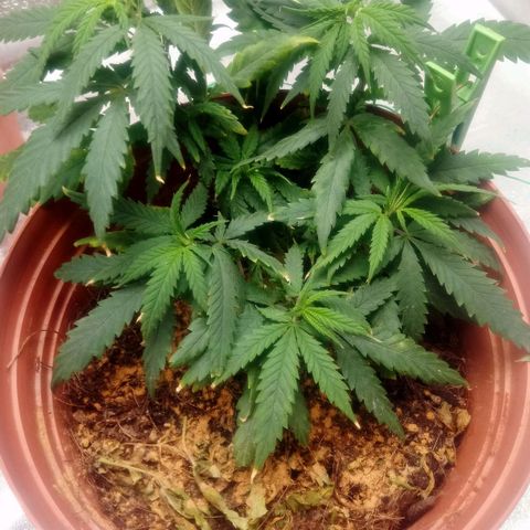 NiJo002 growlog timeline photo