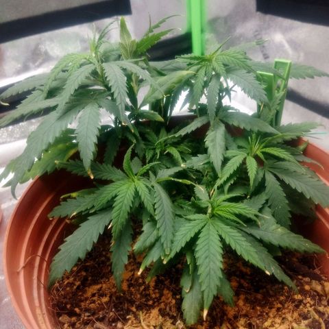NiJo002 growlog timeline photo