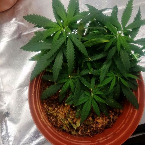 NiJo002 growlog timeline photo