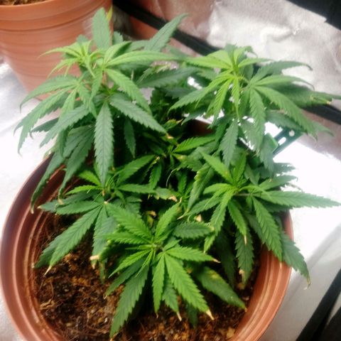 NiJo002 growlog timeline photo