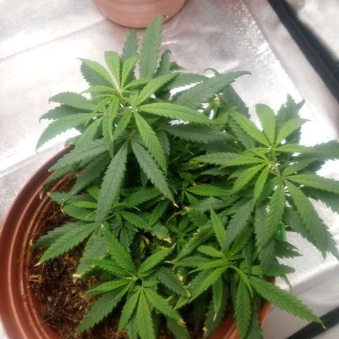 NiJo002 growlog timeline photo