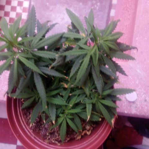 NiJo002 growlog timeline photo