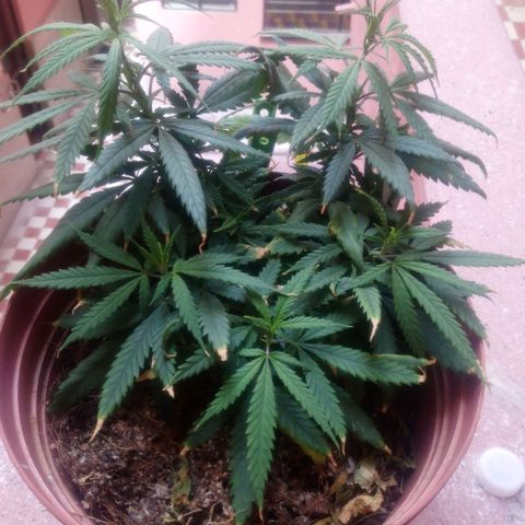 NiJo002 growlog timeline photo