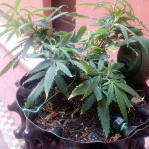 NiJo002 growlog timeline photo