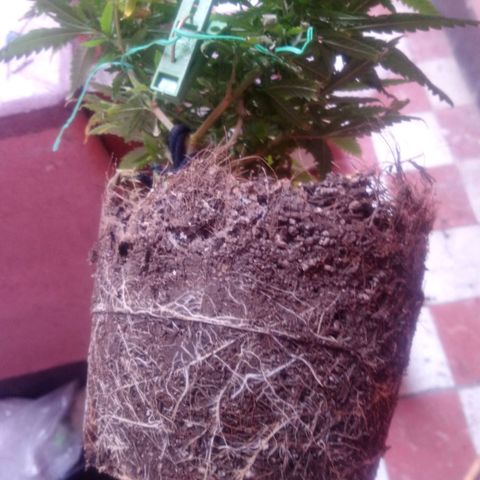 NiJo002 growlog timeline photo