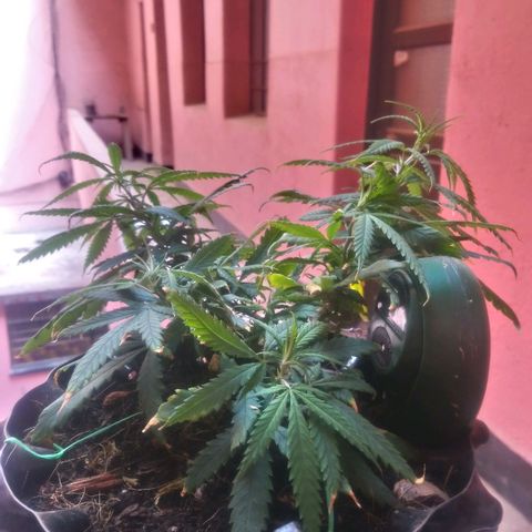 NiJo002 growlog timeline photo