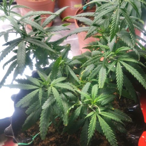 NiJo002 growlog timeline photo