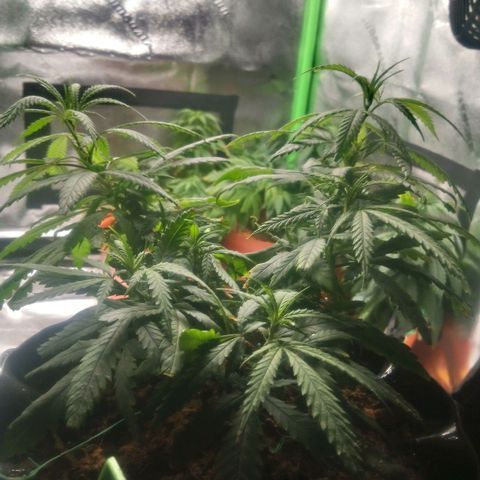 NiJo002 growlog timeline photo