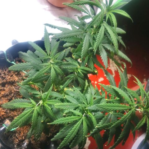 NiJo002 growlog timeline photo