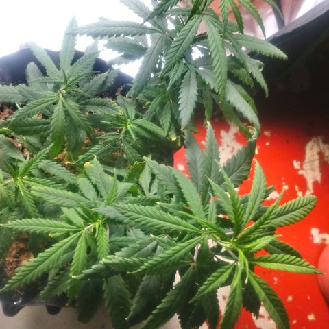 NiJo002 growlog timeline photo