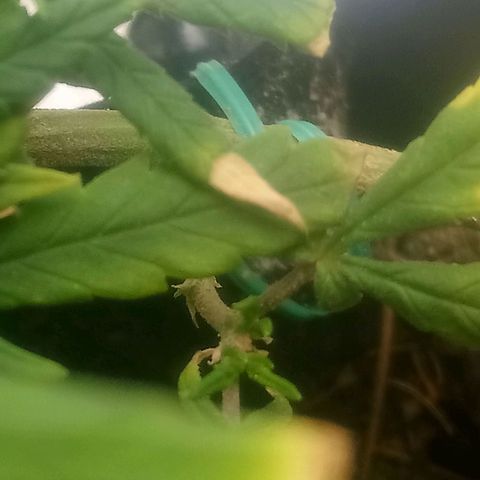 NiJo002 growlog timeline photo