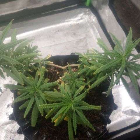 NiJo002 growlog timeline photo