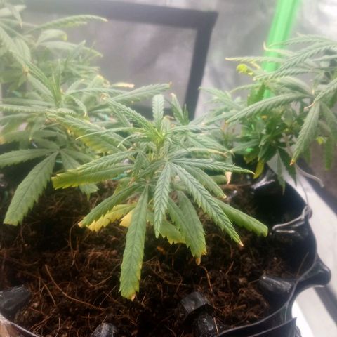 NiJo002 growlog timeline photo