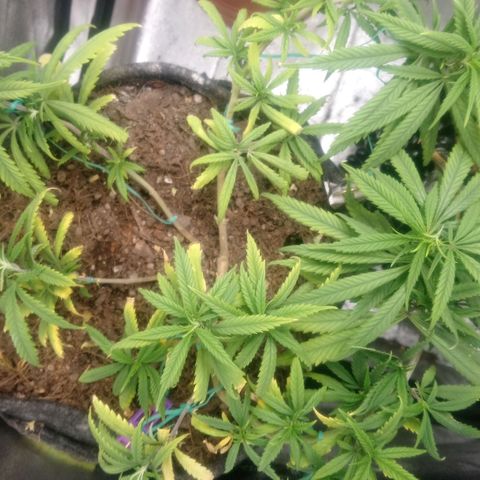 NiJo002 growlog timeline photo