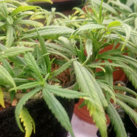 NiJo002 growlog timeline photo