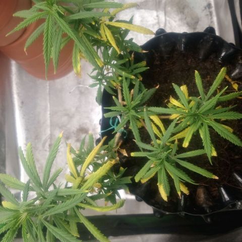 NiJo002 growlog timeline photo