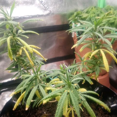 NiJo002 growlog timeline photo