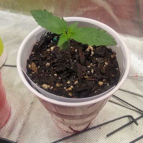 Space Station growlog timeline photo
