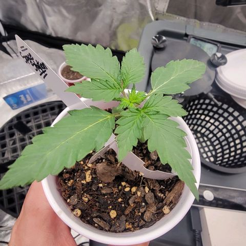 Space Station growlog timeline photo